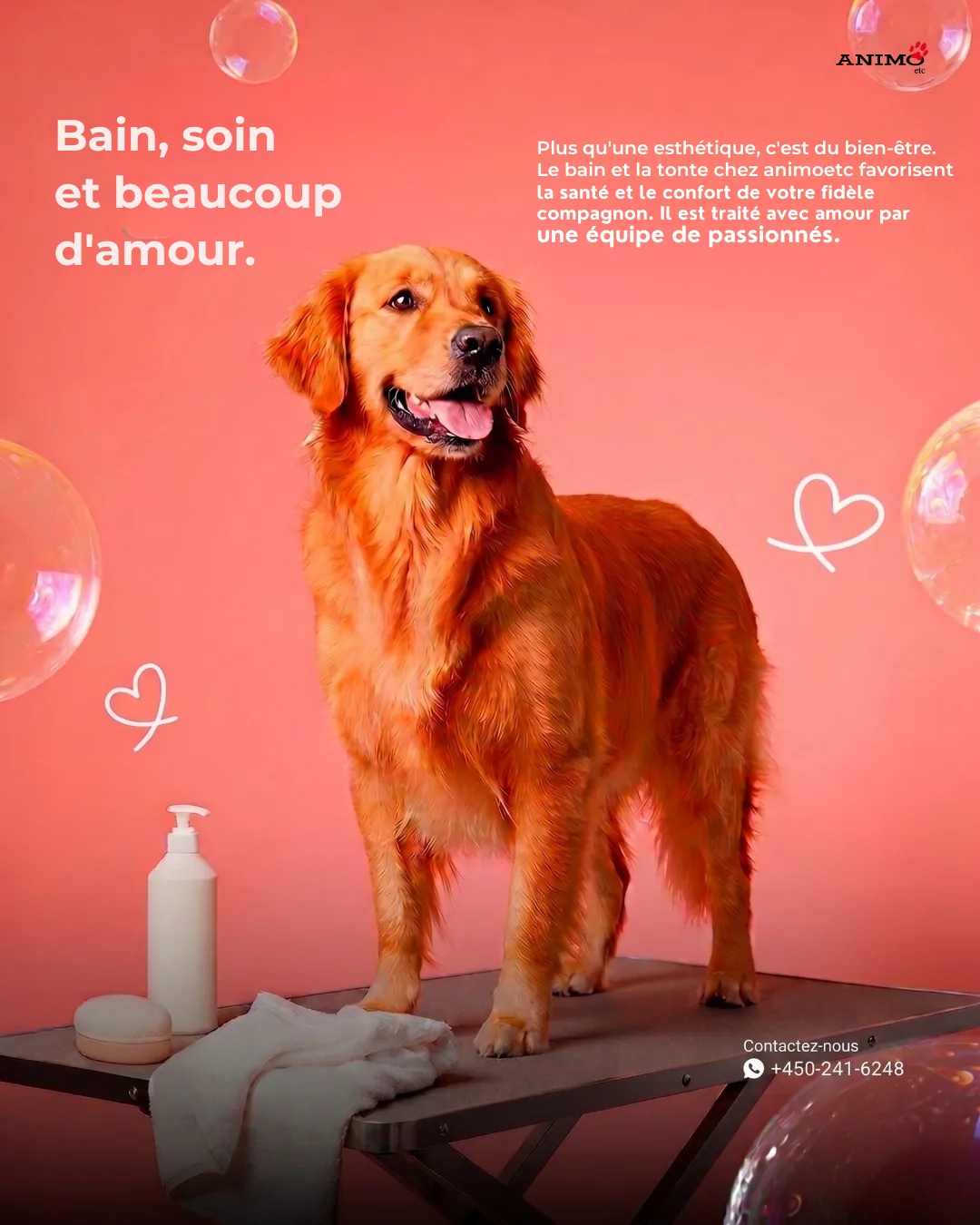 Grooming campaign for Animo etc — a golden retriever standing on a grooming table against a coral backdrop with soap bubbles
